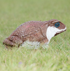 Wildcrete 3D Target - Aga - Kröte